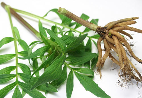 Valerian root for anxiety