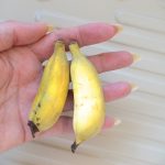 Ramipril and Bananas