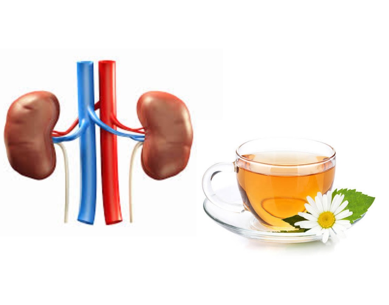 Is Chamomile Tea Good For Kidneys? Meds Safety