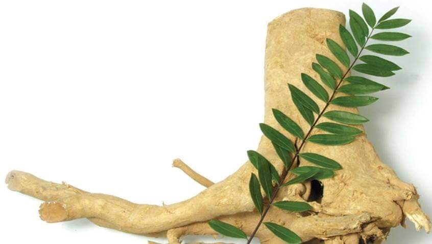 Tongkat Ali Supplement with Highest Eurycomanone