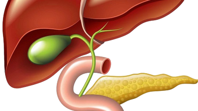 imgbin liver and gallbladder pancreas png