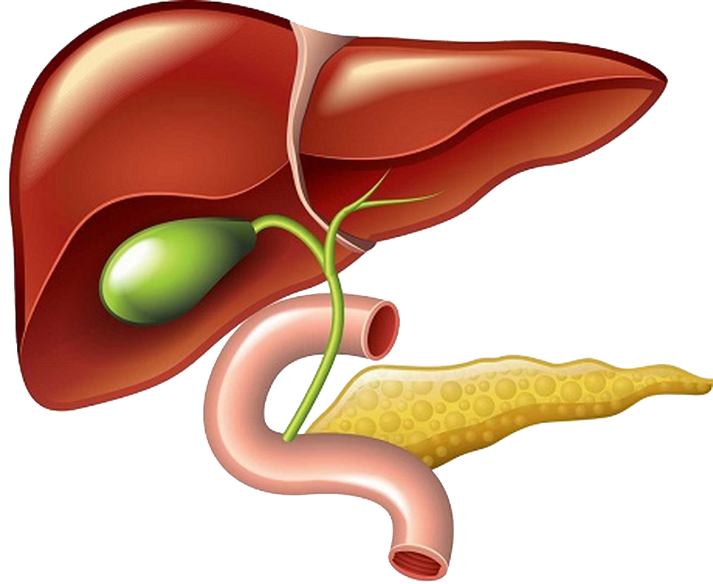 imgbin liver and gallbladder pancreas png