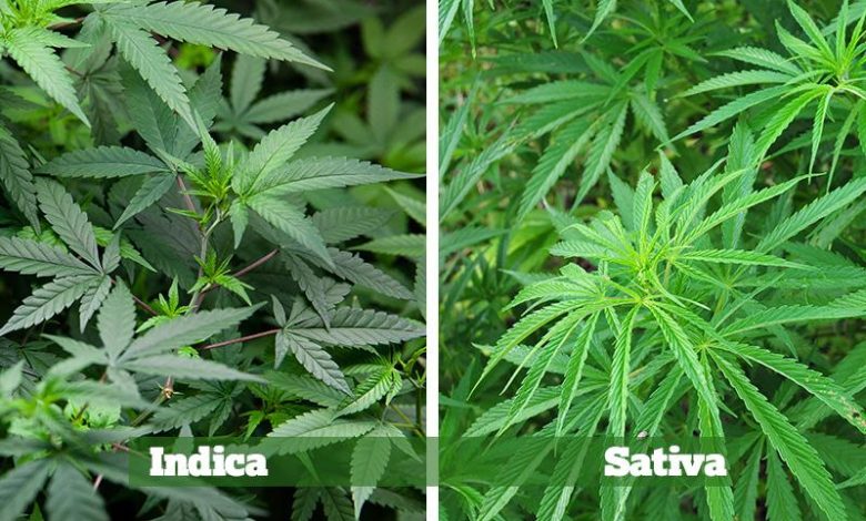 Difference Between Indica And Sativa