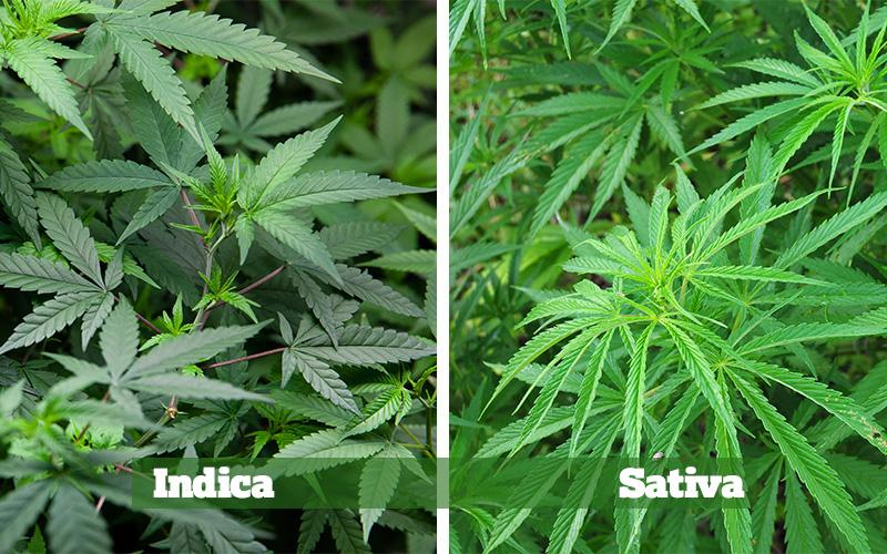 Difference Between Indica And Sativa