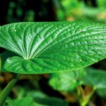herbs that cause false positive drug test