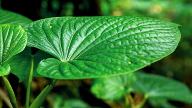 herbs that cause false positive drug test
