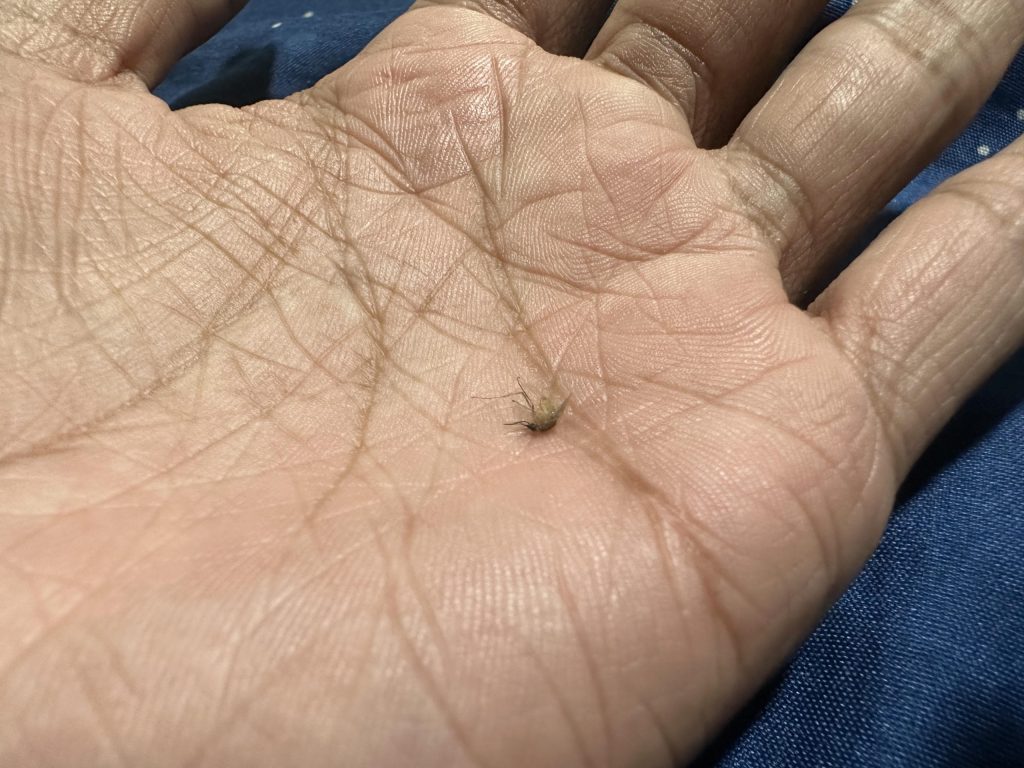 Mosquito in hand