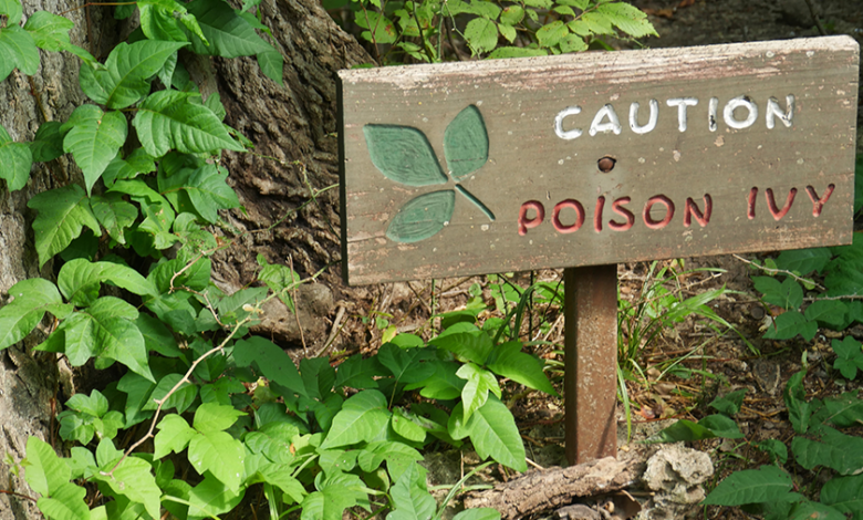 Top 10 Poisonous Plants List