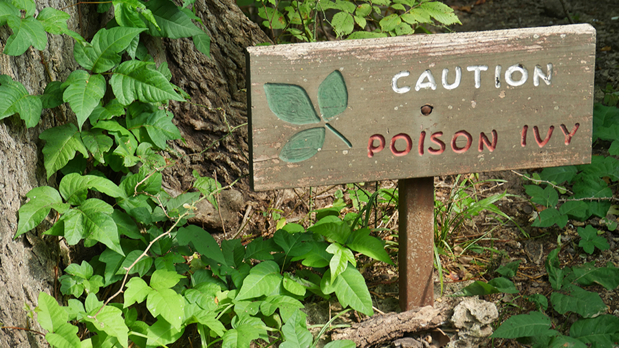 Top 10 Poisonous Plants List