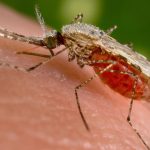 Why Malaria Is Spreading in the U.S. for the First Time in 20 Years