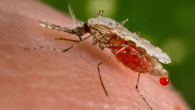 Why Malaria Is Spreading in the U.S. for the First Time in 20 Years