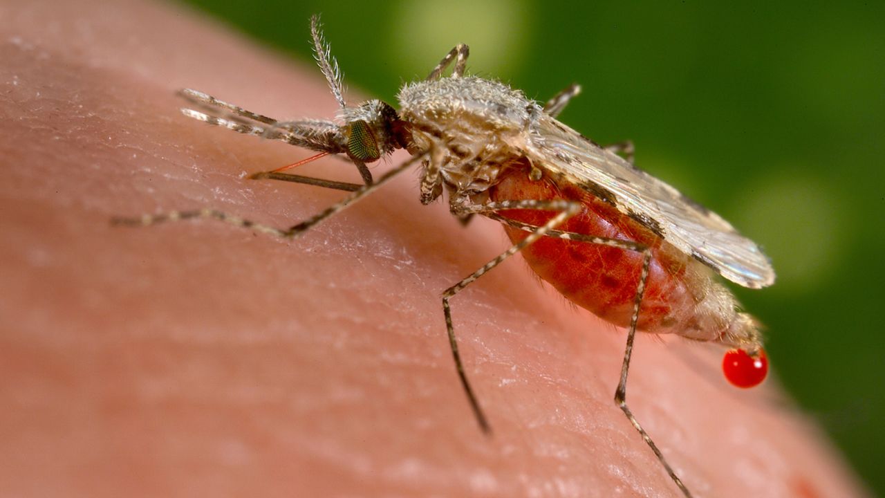 Why Malaria Is Spreading in the U.S. for the First Time in 20 Years