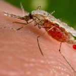 GSK's Malaria Vaccine Combined with Drugs Shows Over 90% Reduction in Cases