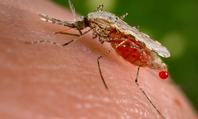 GSK's Malaria Vaccine Combined with Drugs Shows Over 90% Reduction in Cases
