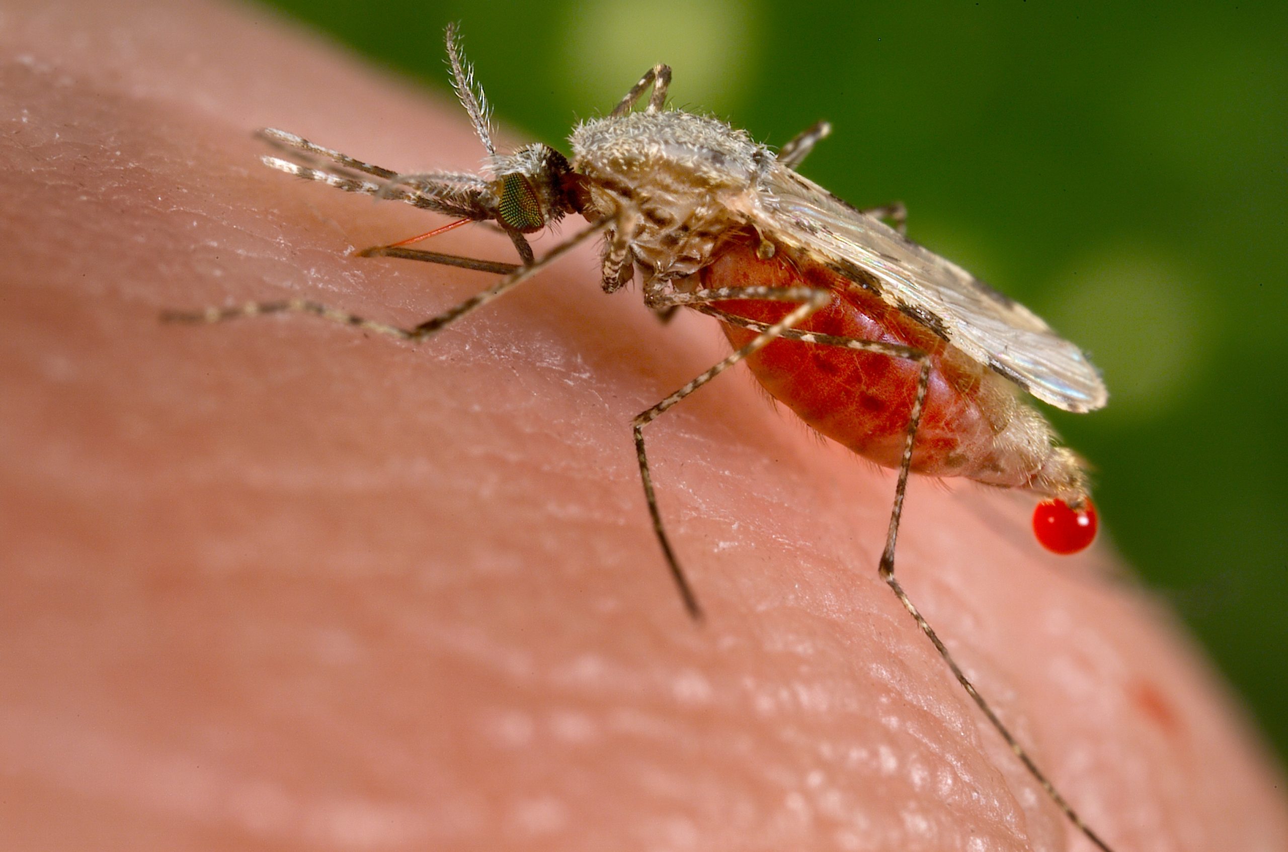 GSK's Malaria Vaccine Combined with Drugs Shows Over 90% Reduction in Cases