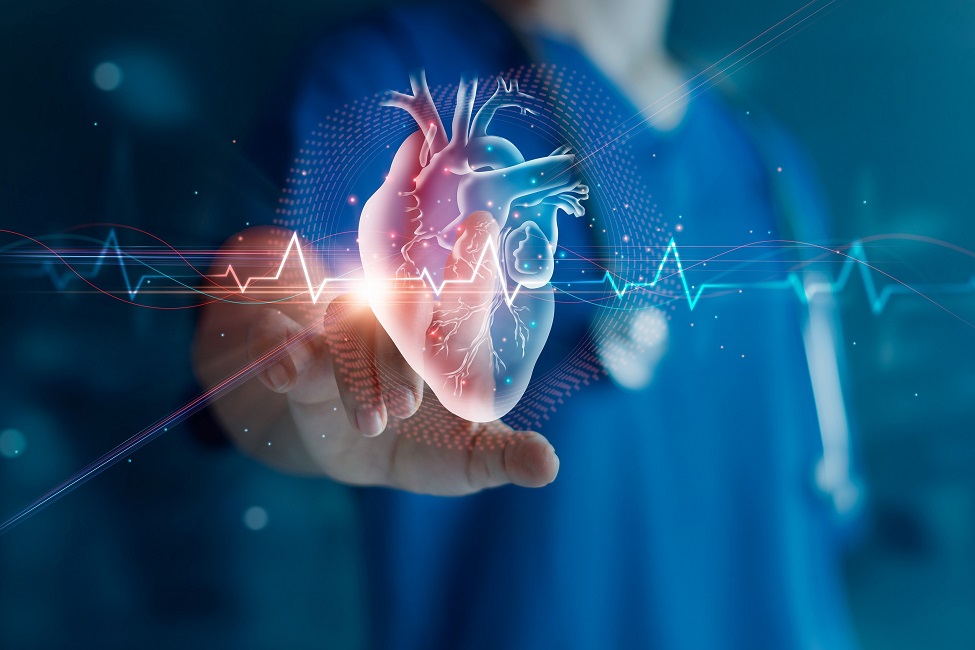 Cardiologist doctor examine patient heart functions and blood vessel on virtual interface. Medical technology and healthcare treatment to diagnose heart disorder and disease of cardiovascular system.