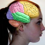 Women's Brain