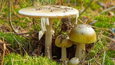 Fatal Mushroom Poisoning Case Unfolds Australian Woman Faces Murder Charges