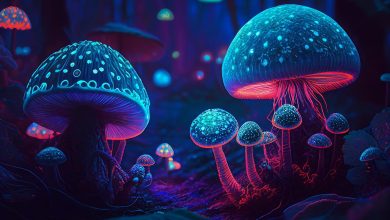 How Long Do the Effects of Shrooms Last