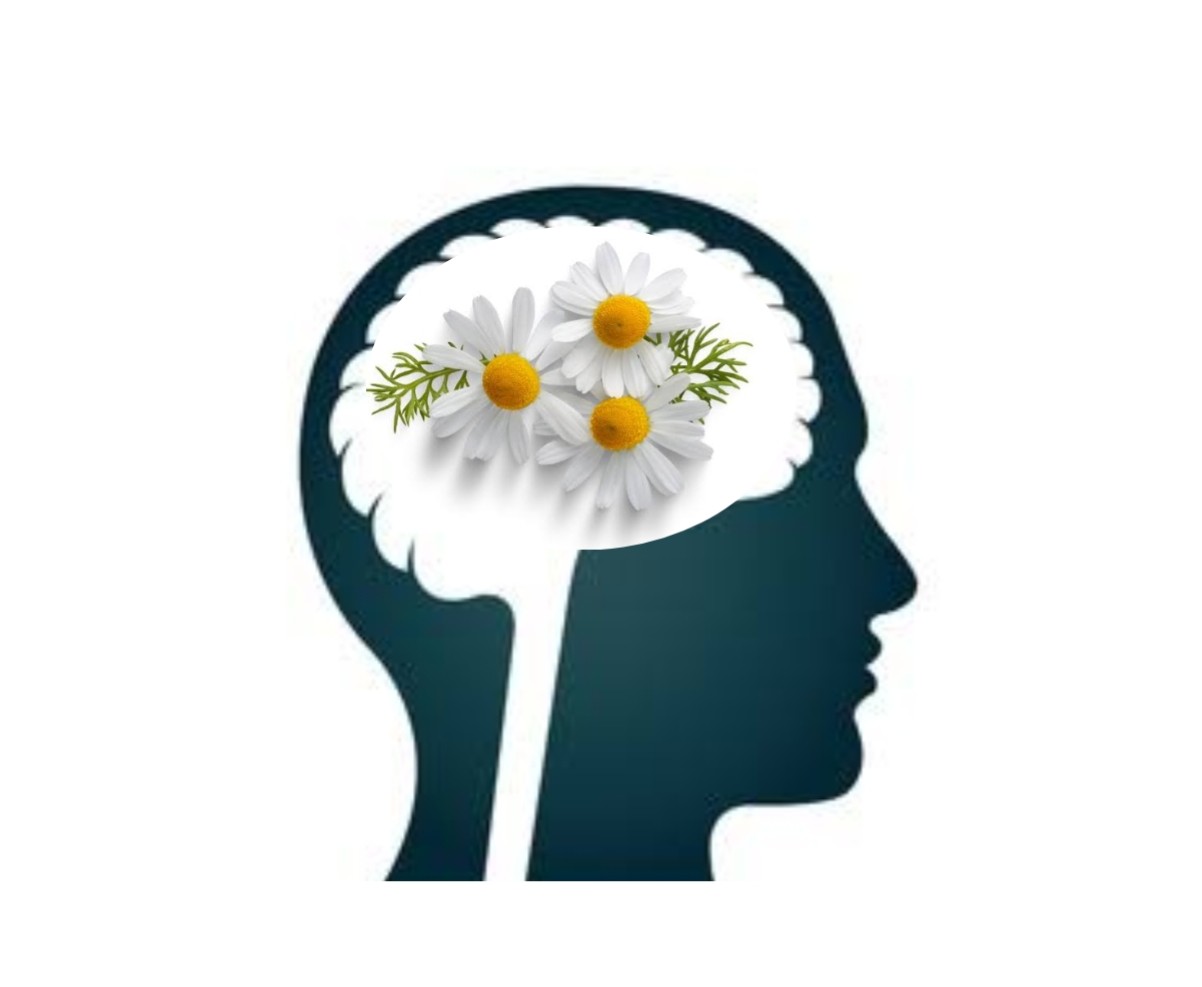 Effects of Chamomile on the Brain