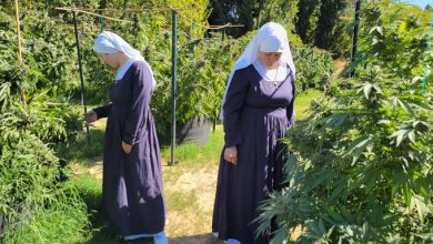 Mexico's Weed 'Nuns' Strive to Reclaim Plant from Narcos