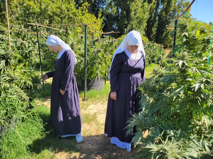 Mexico's Weed 'Nuns' Strive to Reclaim Plant from Narcos