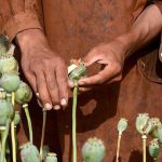 Myanmar Emerges as World's Largest Opium Source Amid Afghan Decline, UN Reports