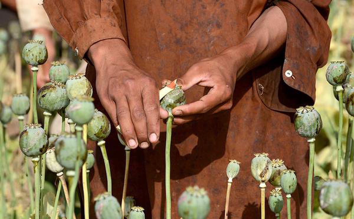 Myanmar Emerges as World's Largest Opium Source Amid Afghan Decline, UN Reports