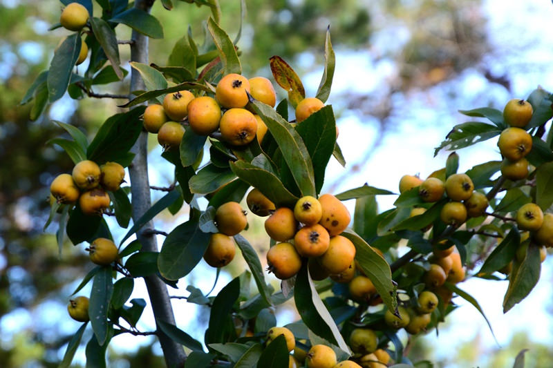 FDA Issues Warning on Toxic Tejocote Root Supplements Contaminated with Yellow Oleander