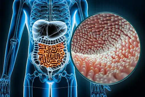 VIP Peptide and Intestinal Barrier Homeostasis Research